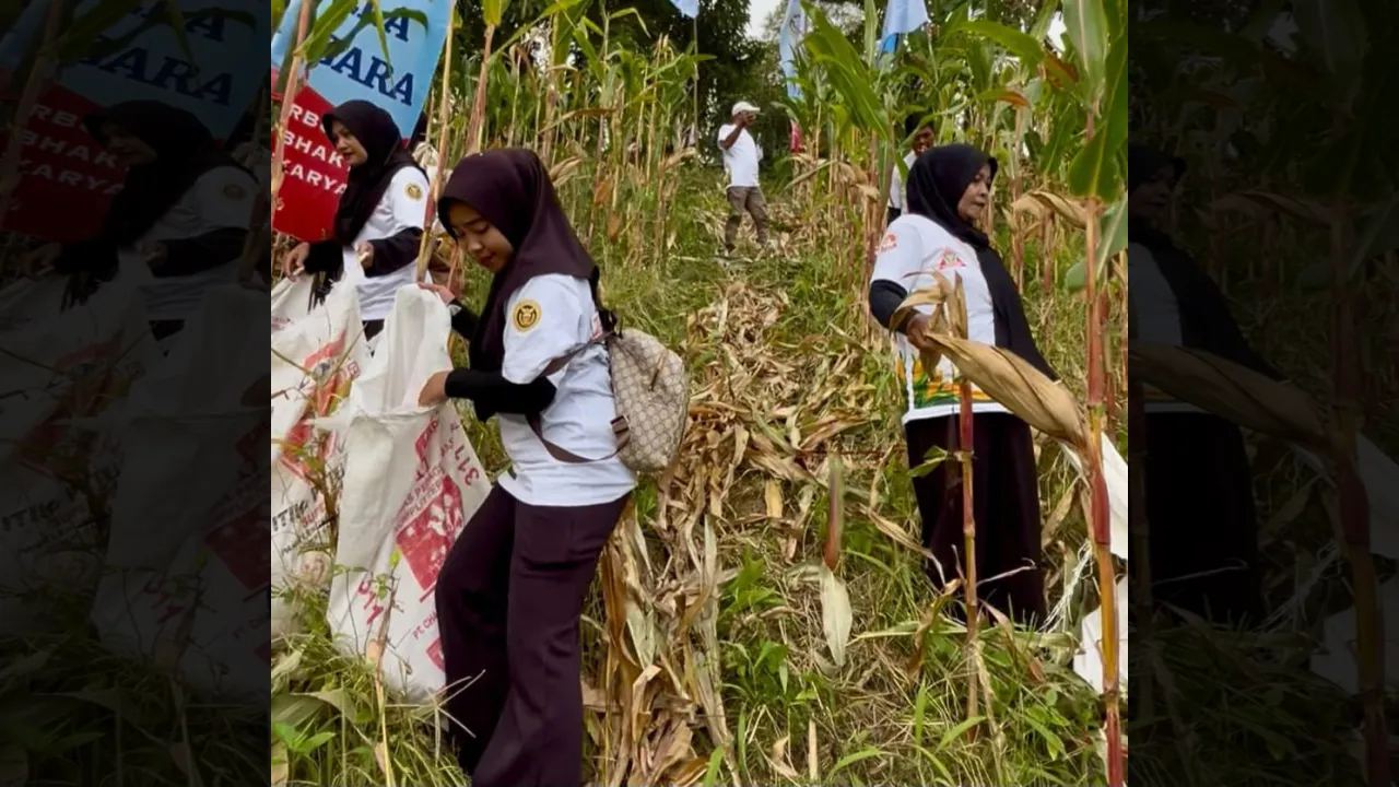 Aktivitas panen jagung